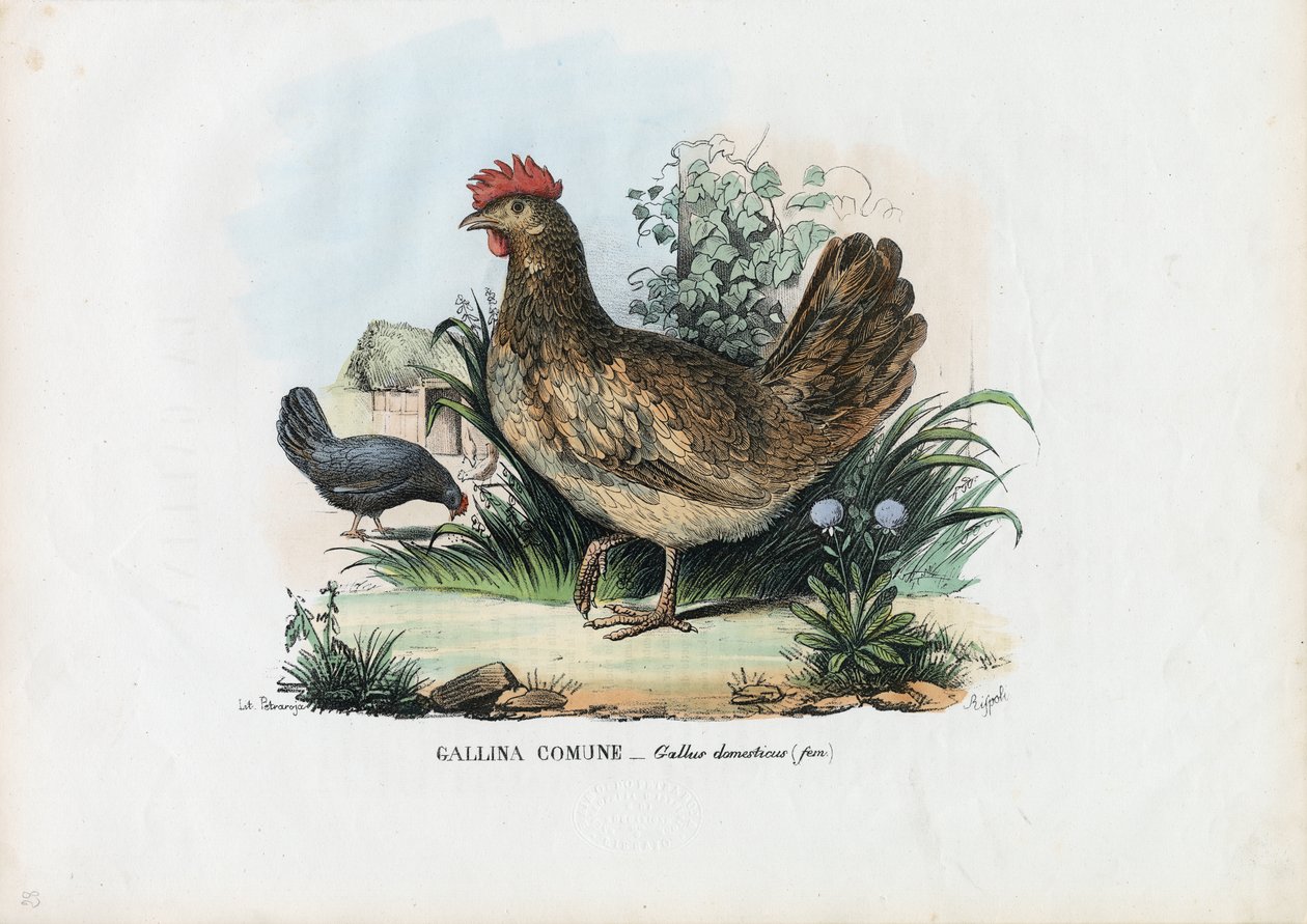 Tyúk, 1863-79 alkotó: Raimundo Petraroja