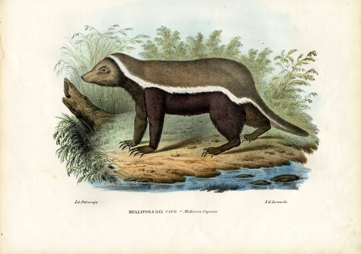 Mézborz, 1863-79 alkotó: Raimundo Petraroja