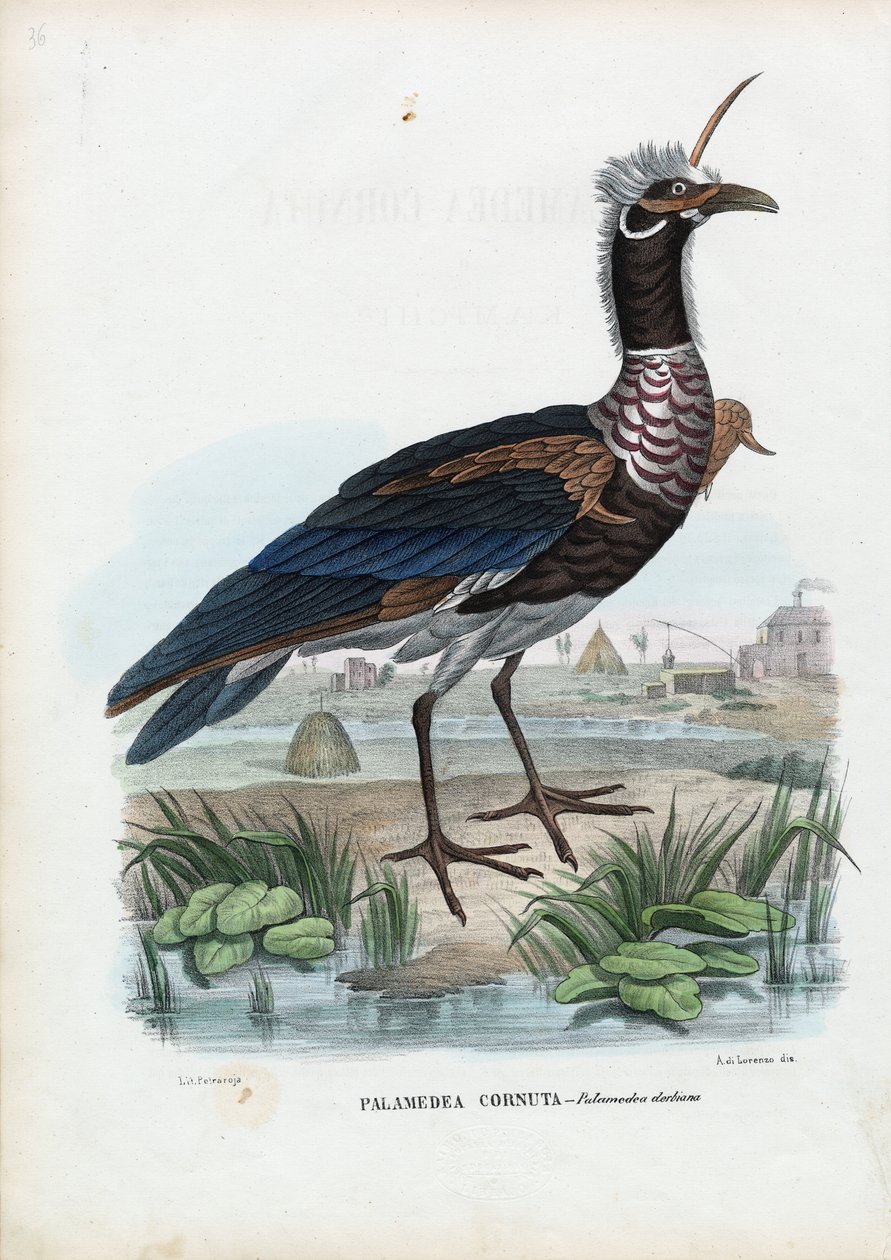 Szarvas sikoltozó, 1863-79 alkotó: Raimundo Petraroja