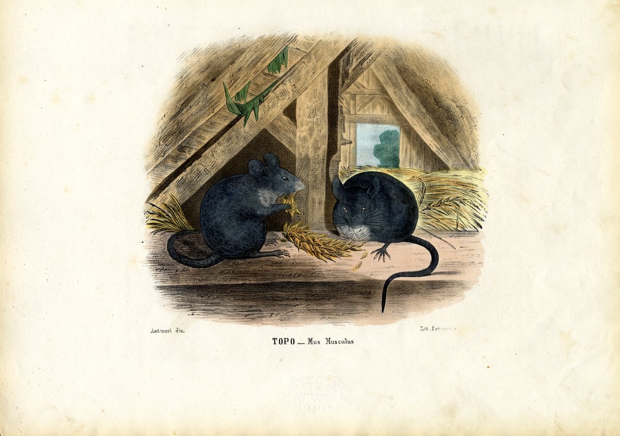 Házi egér, 1863-79 alkotó: Raimundo Petraroja