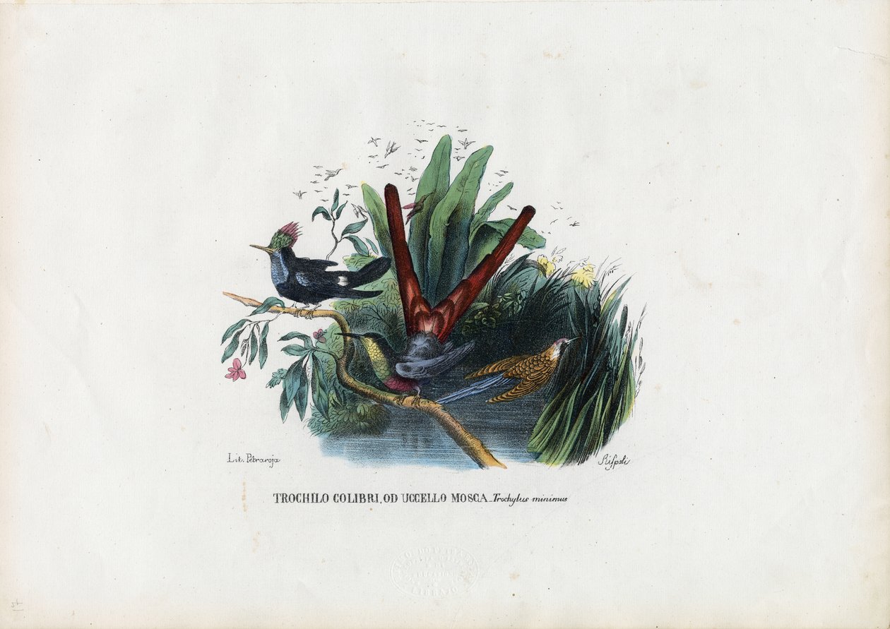 Kolibri, 1863-79 alkotó: Raimundo Petraroja