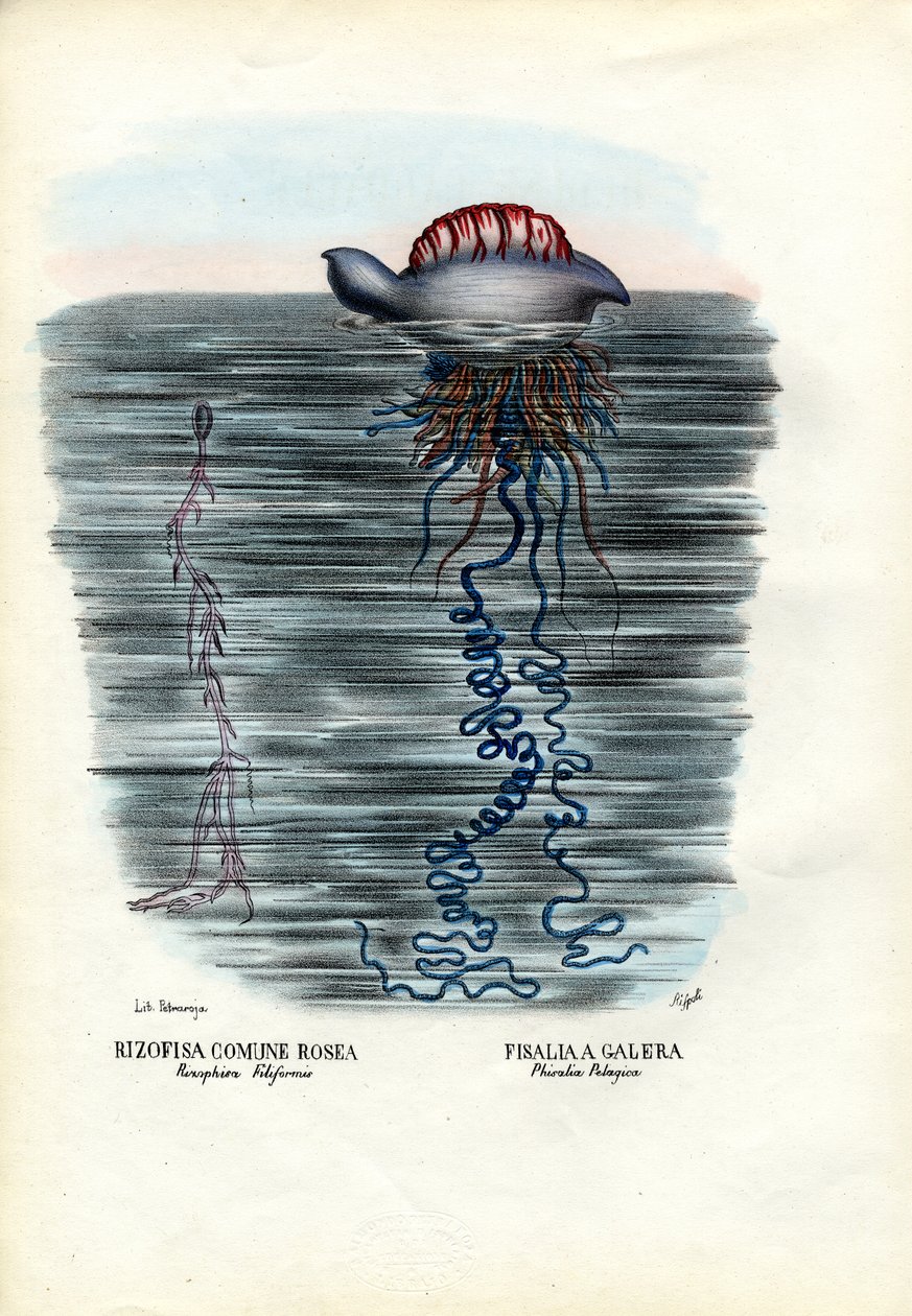 Medúza, 1863-79 alkotó: Raimundo Petraroja
