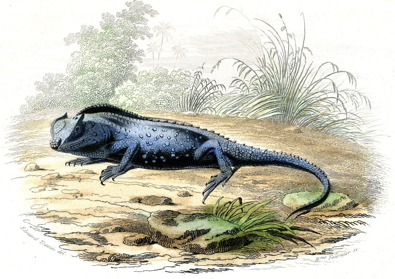 La head fourchue (Lyriocephalus margaritaceus) - Plate extracted from Histoire Naturelle by Bernard Germain de Lacepede (1856-1925), edition P.Furme, Paris alkotó: Raimundo Petraroja