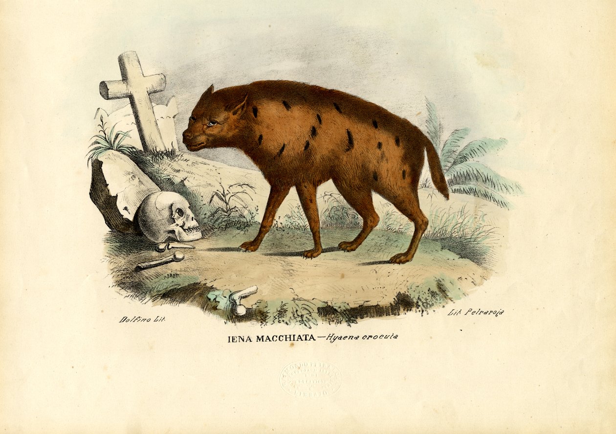 Nevető hiéna, 1863-79 alkotó: Raimundo Petraroja