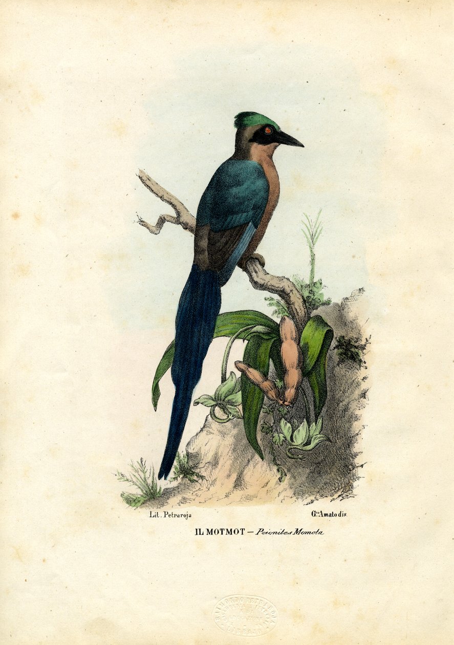 Motmot, 1863-79 alkotó: Raimundo Petraroja