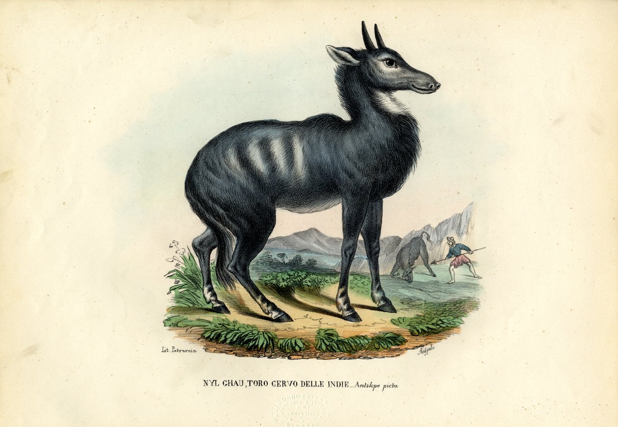 Nilgau alkotó: Raimundo Petraroja