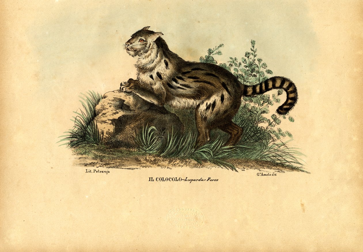 Pampas Cat, 1863-79 alkotó: Raimundo Petraroja
