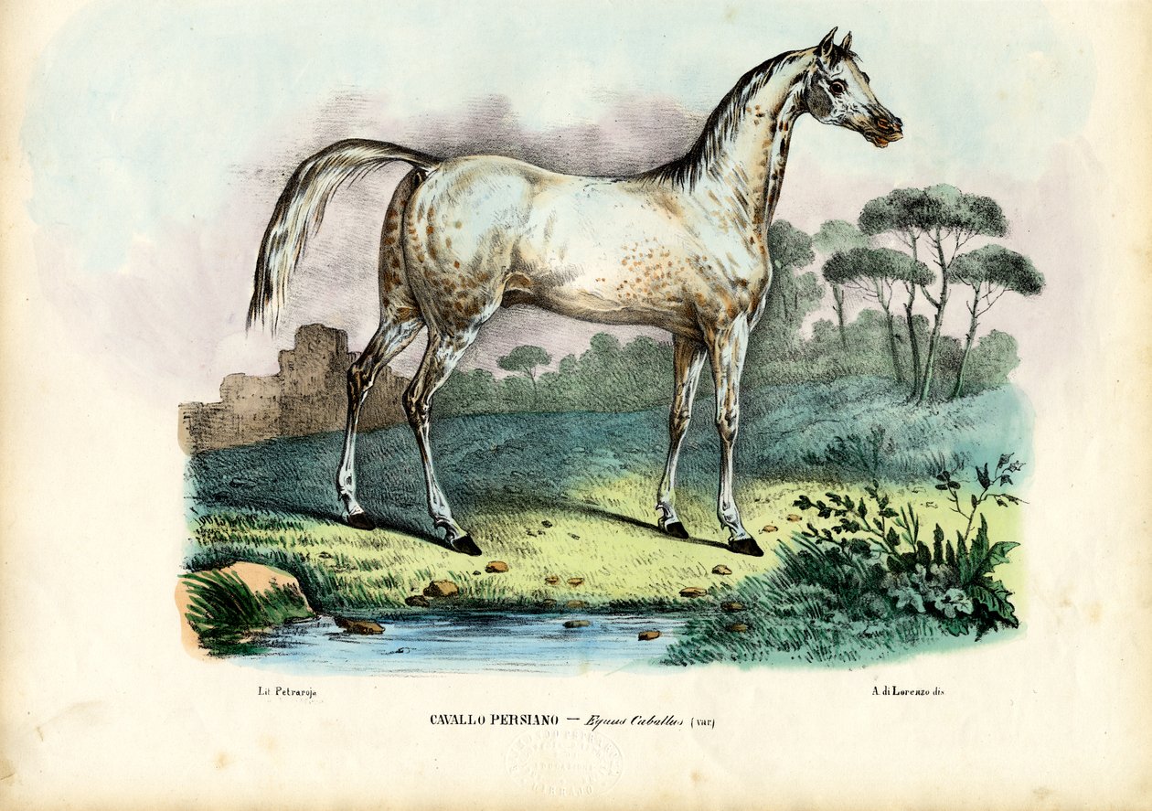 Perzsa ló, 1863-79 alkotó: Raimundo Petraroja