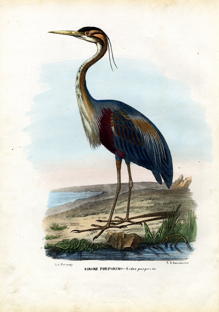 Lila gém, 1863-79 alkotó: Raimundo Petraroja