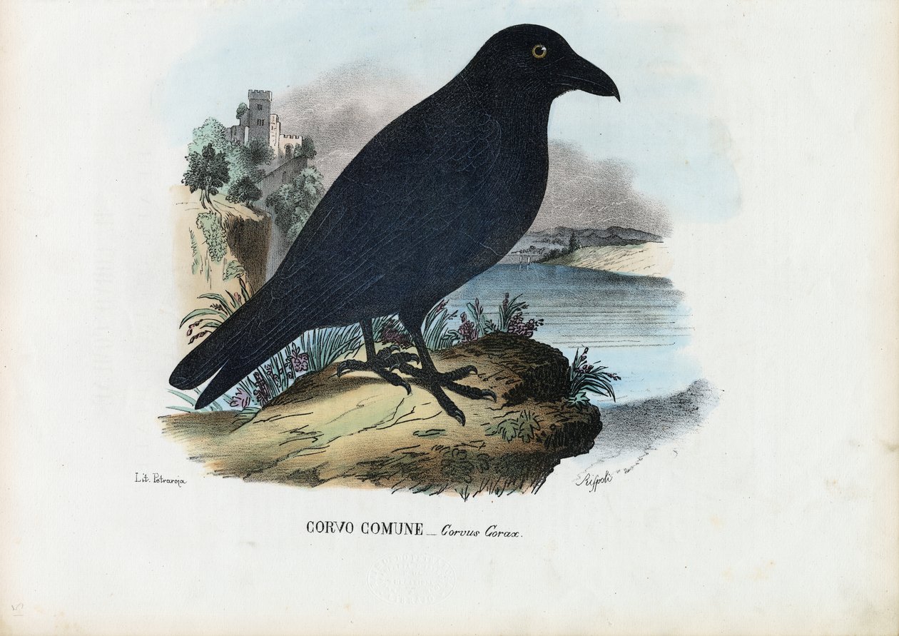 Holló, 1863-79 alkotó: Raimundo Petraroja