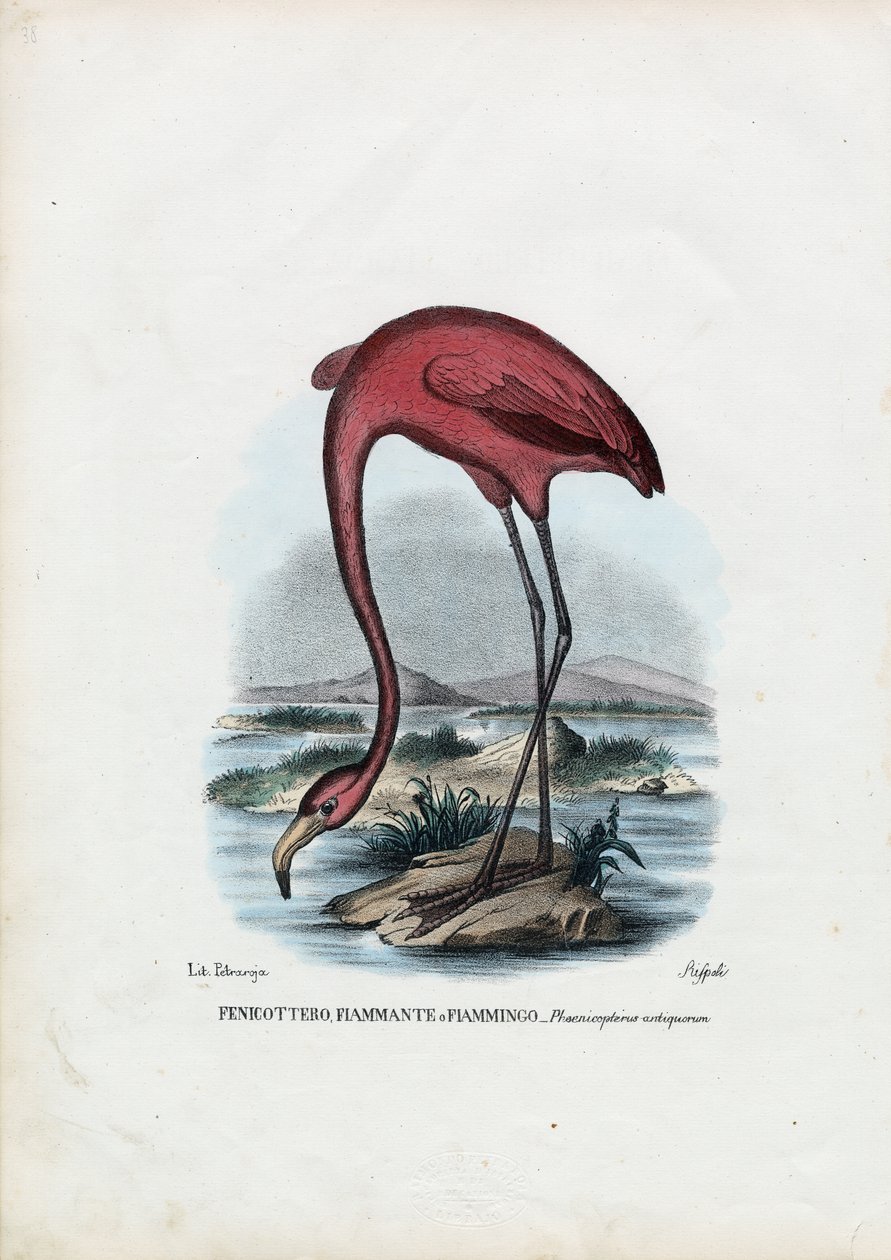 Rosy, 1863-79 alkotó: Raimundo Petraroja