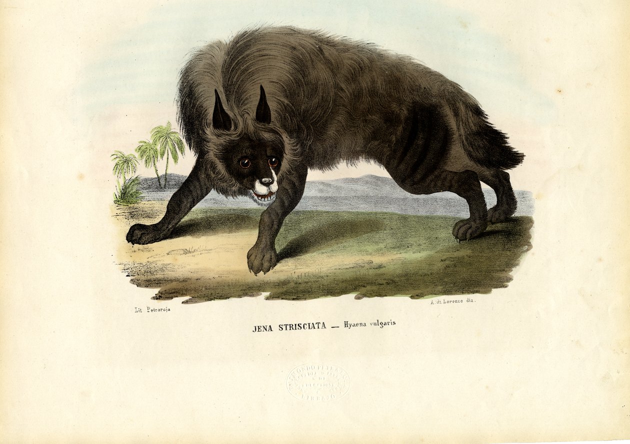 Csíkos hiéna, 1863-79 alkotó: Raimundo Petraroja