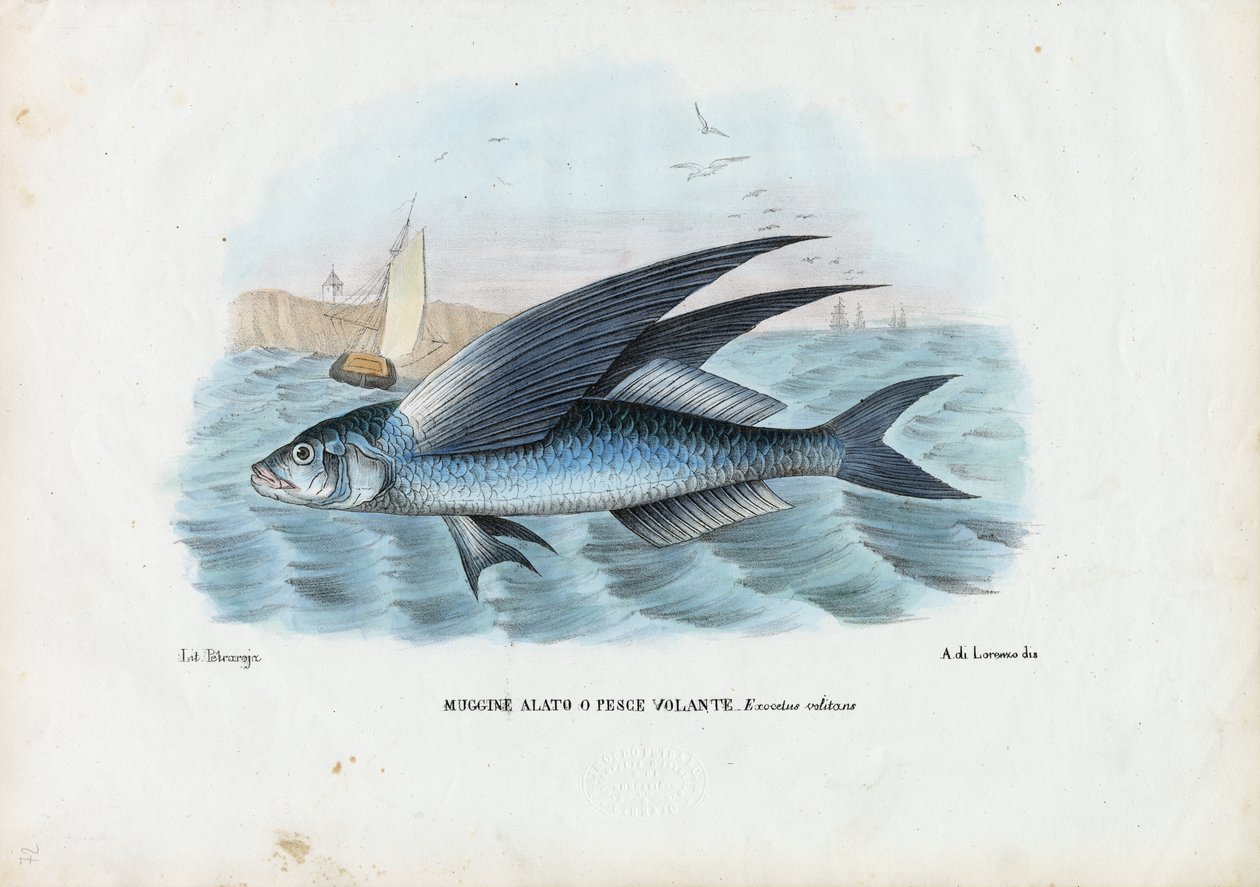Trópusi kétszárnyú repülőhal, 1863-79 alkotó: Raimundo Petraroja