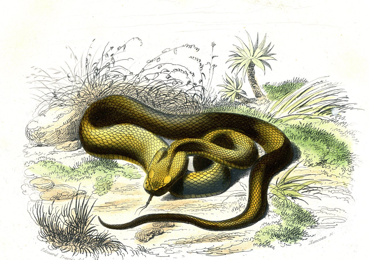 Vipera lándzsahegy (Cophias Lanceolatus) – Bernard Germain de Lacepede (1856-1925) Természettörténeti tányérja, P.Furme kiadás, Párizs alkotó: Raimundo Petraroja