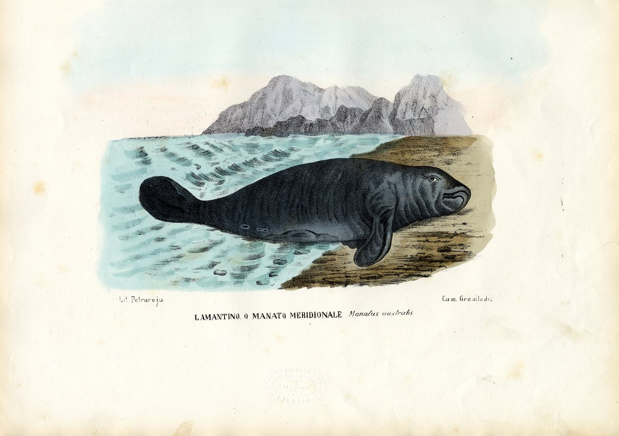 Nyugat-indiai lamantin, 1863-79 alkotó: Raimundo Petraroja
