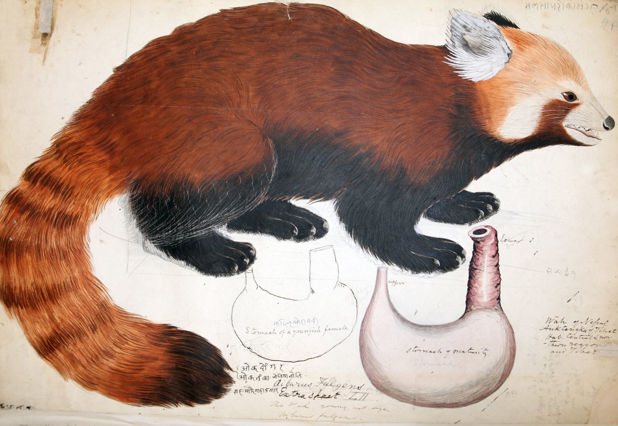 Hodgson Manuscripts Red Panda, 1831-47 (wc, toll, tinta és ceruza papíron) alkotó: Raj Man Singh