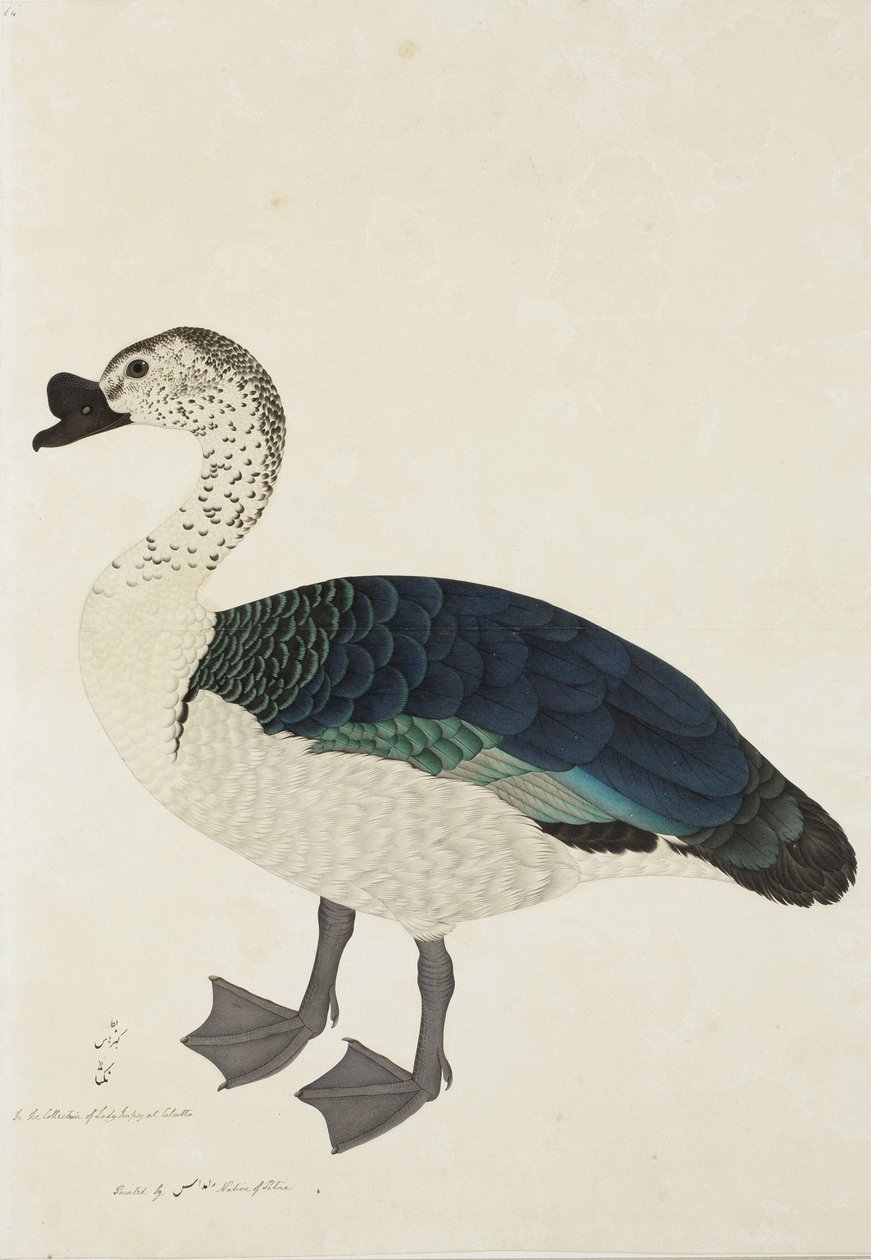Comb Drake (Sarkidiornis melanota), 1780 körül (átlátszatlan wc papíron) alkotó: Ram Das