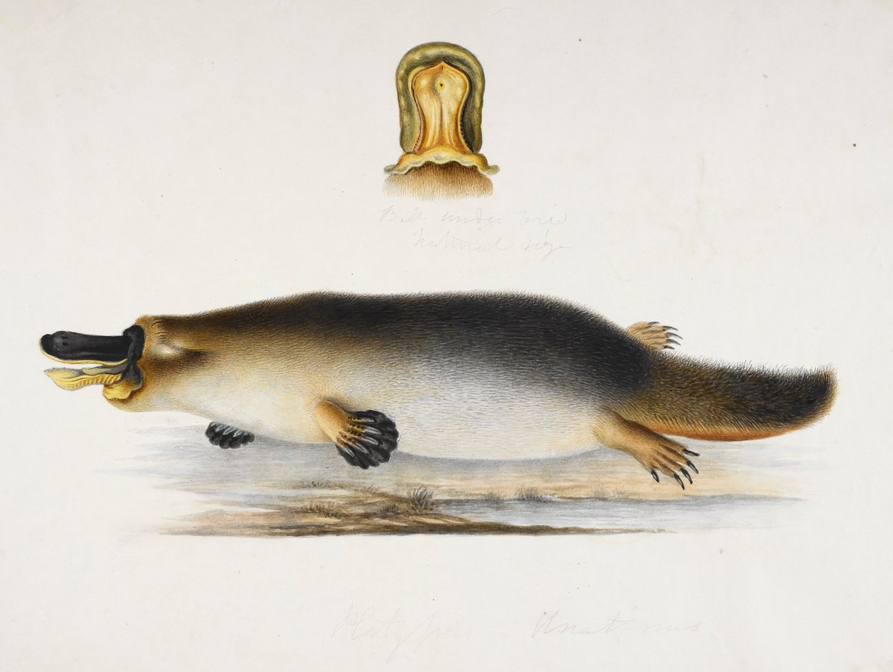 Egy medence melletti kacsacsőrű kacsacsőrű kacsacsőrű kacsacsőrű kacsacsőrű részletével, 1820 körül alkotó: Ram Sita