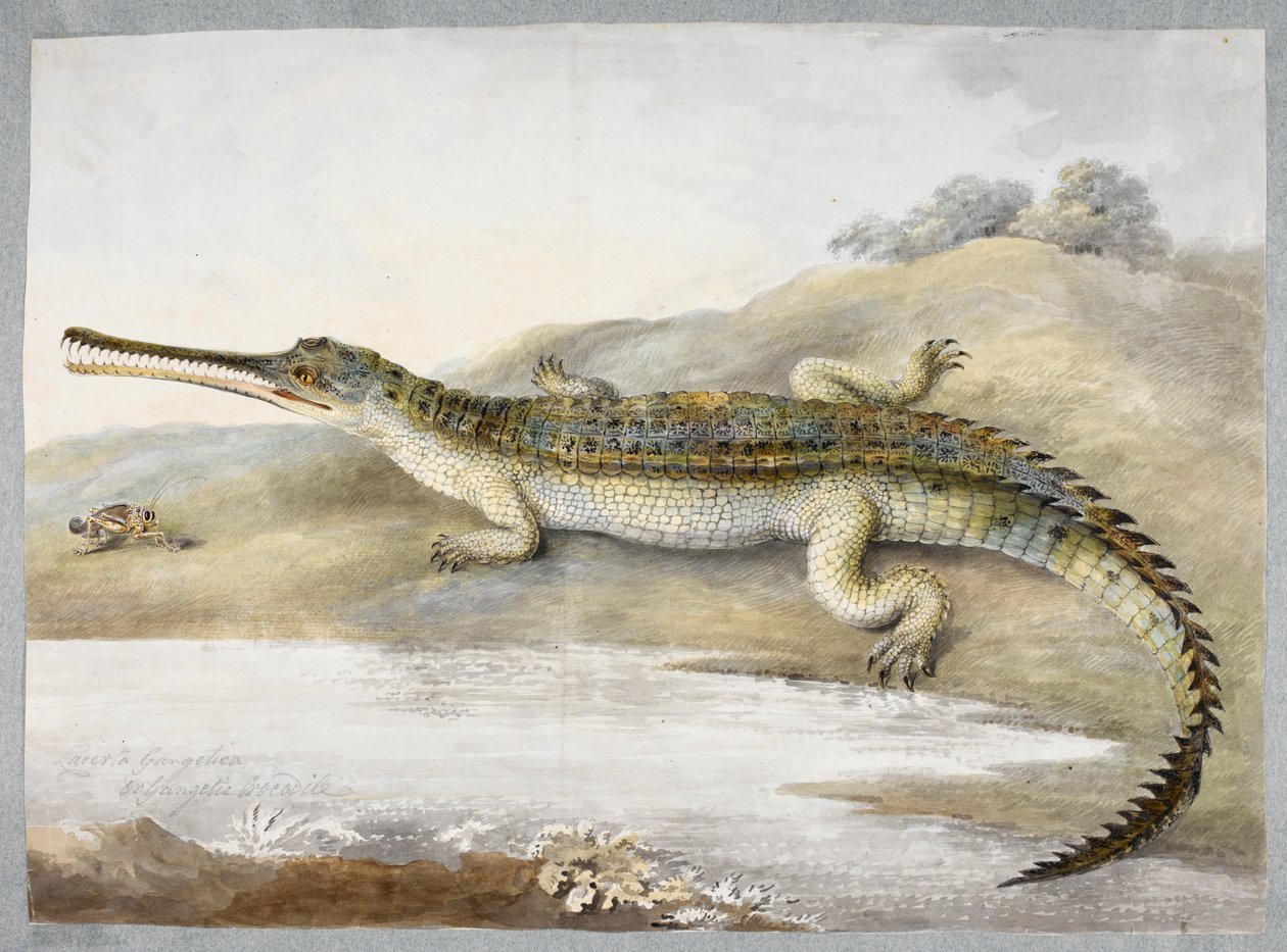 Egy gherial vagy Gangetic krokodil szemtől szemben szöcskével, 1820 körül (akvarell, papír) alkotó: Ram Sita