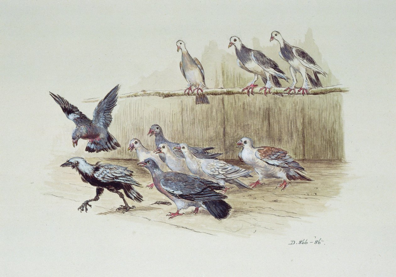 A kakas és a galambok alkotó: Randolph Caldecott