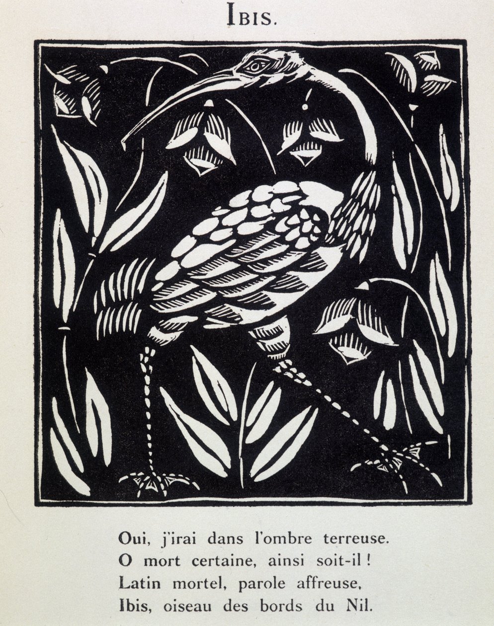 Ibis - Guillaume Apollinaire "Le Bestiaire ou cortege d