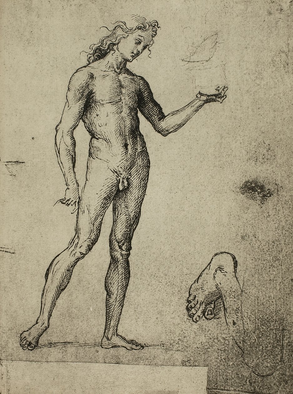 Férfi akt tanulmány; Raphael rajza. Gallerie dellAccademia, Velence alkotó: Raffaello Sanzio Raphael