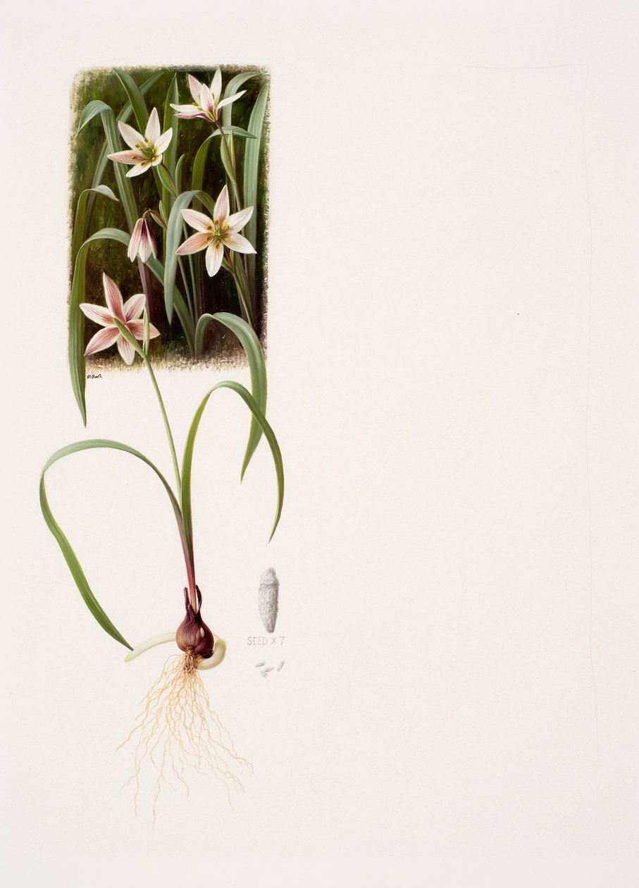Amana edulis (olaj, papír) alkotó: Raymond Booth