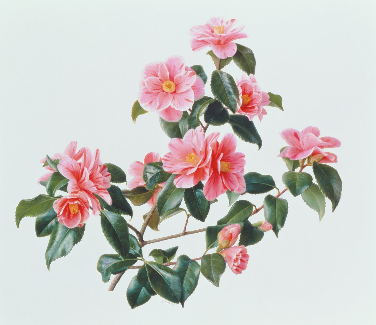 Camellia Japonica Tricolor alkotó: Raymond Booth