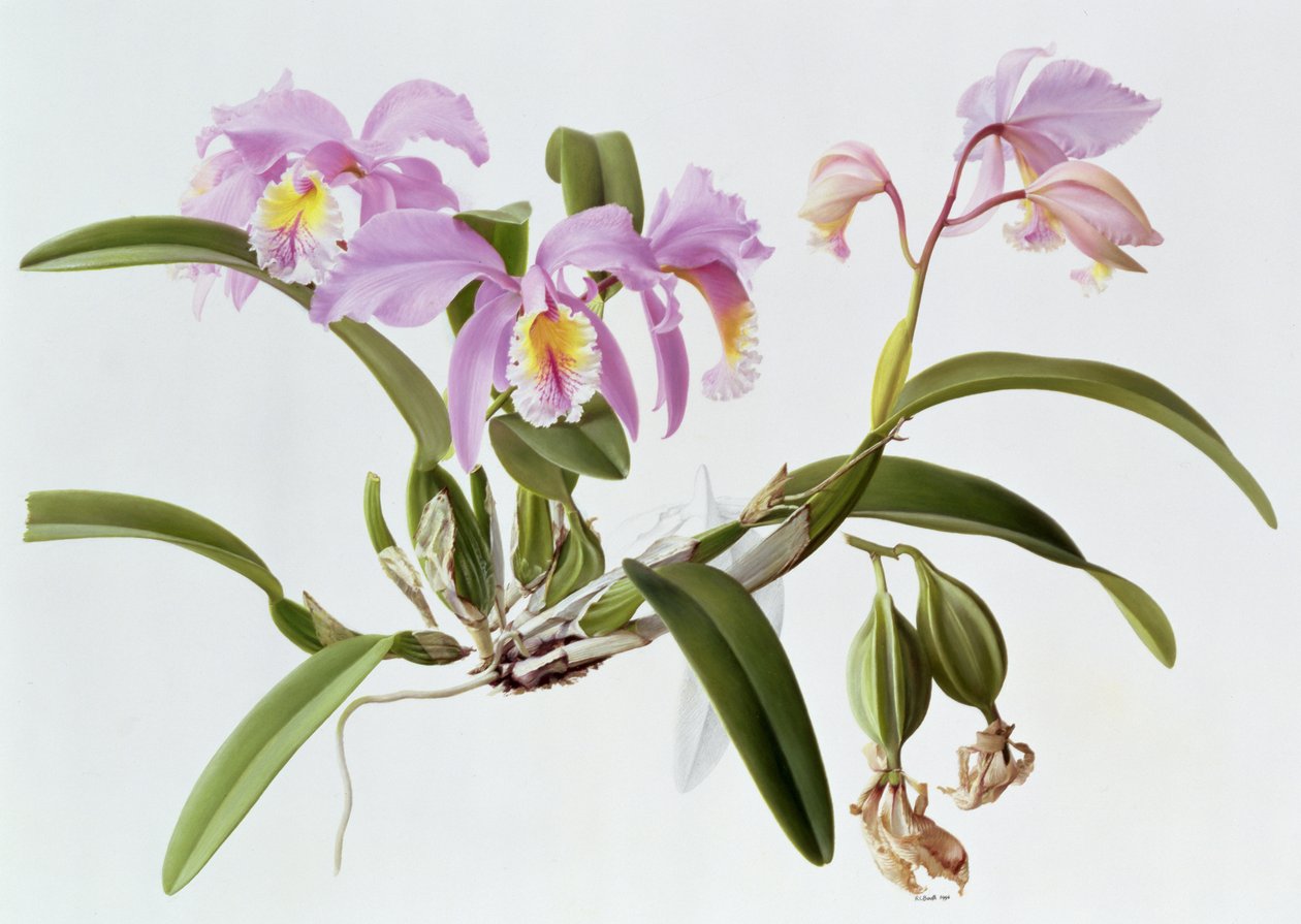 Cattleya Mossiae alkotó: Raymond Booth