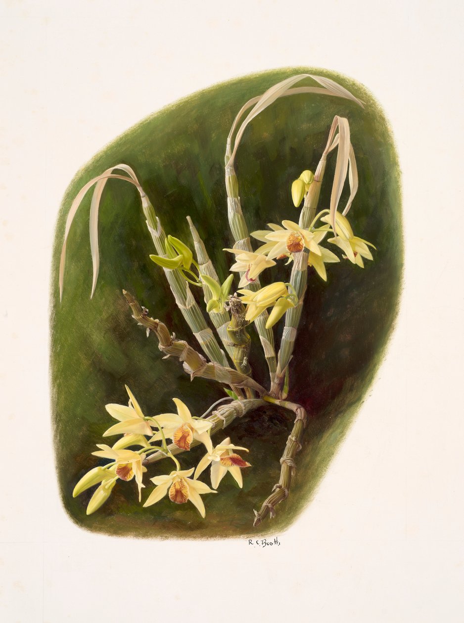 Dendrolium aureum (olaj, papír) alkotó: Raymond Booth
