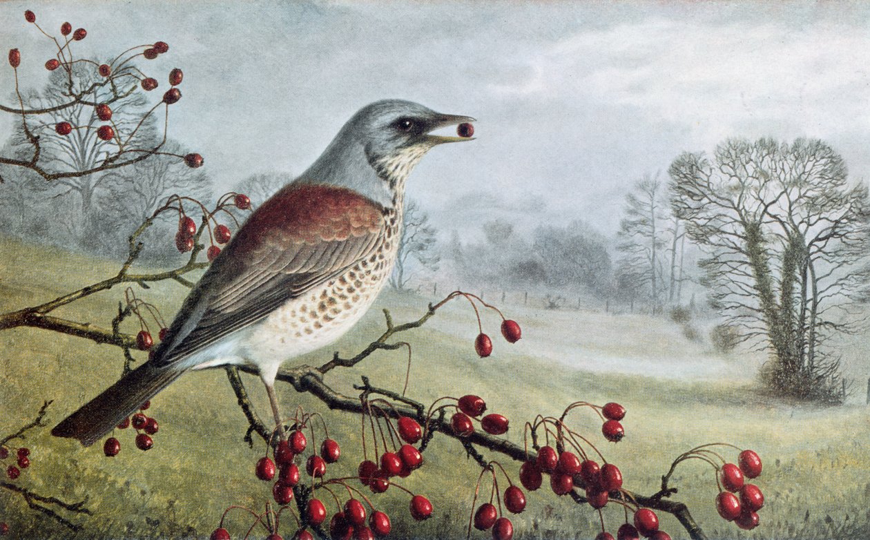 Fieldfare alkotó: Raymond Booth