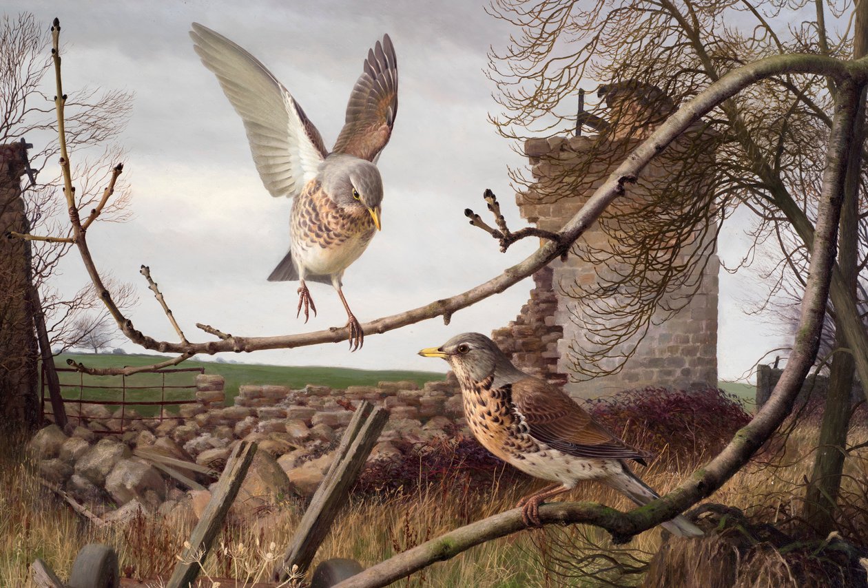 Fieldfares Eccupban, Nyugat-Yorkshire-ben alkotó: Raymond Booth
