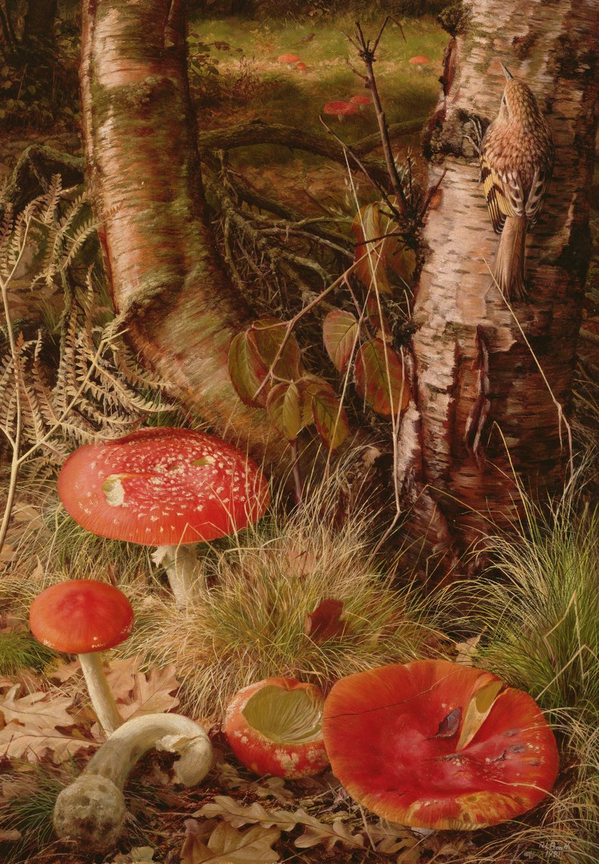 Fly Agarics alkotó: Raymond Booth