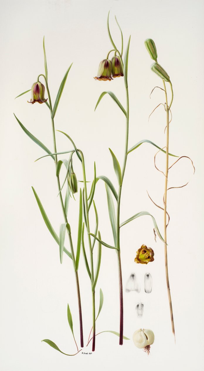 Fritillaria alkotó: Raymond Booth