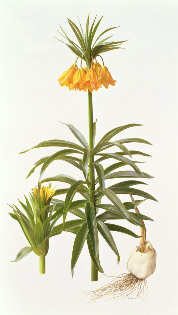Fritillaria Eduardii alkotó: Raymond Booth