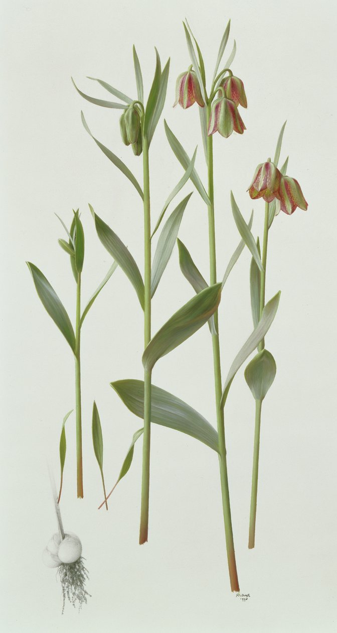 Fritillaria Hermonis Amana alkotó: Raymond Booth