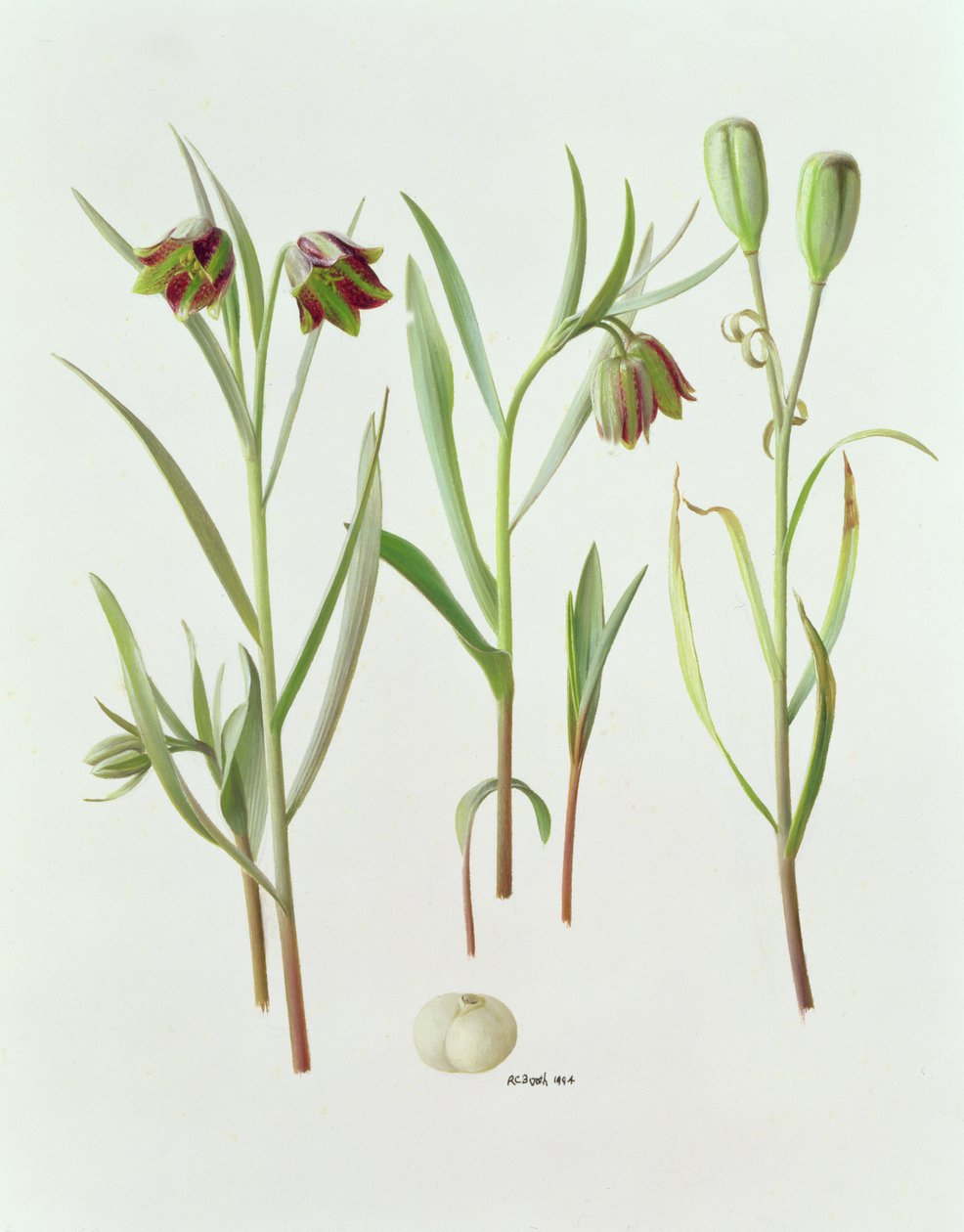 Fritillaria Kurdica alkotó: Raymond Booth
