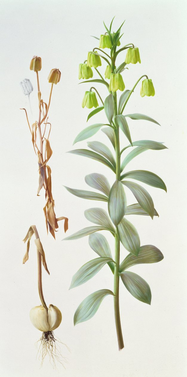 Fritillaria pallidiflora alkotó: Raymond Booth