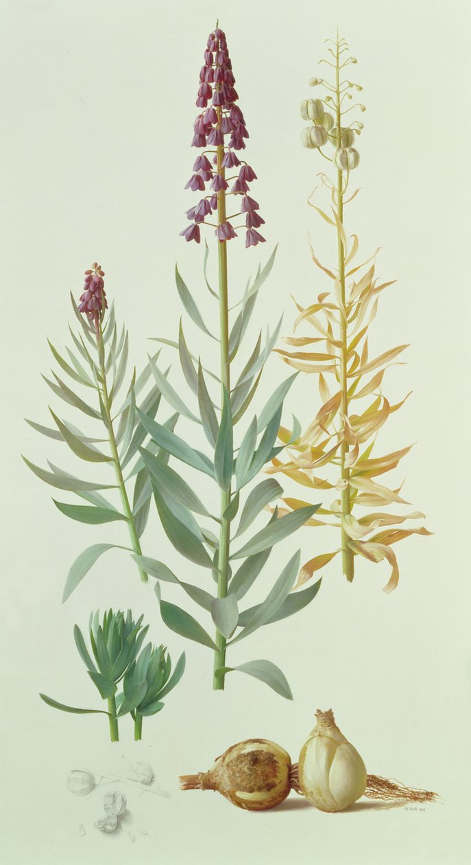 Fritillaria Persica alkotó: Raymond Booth