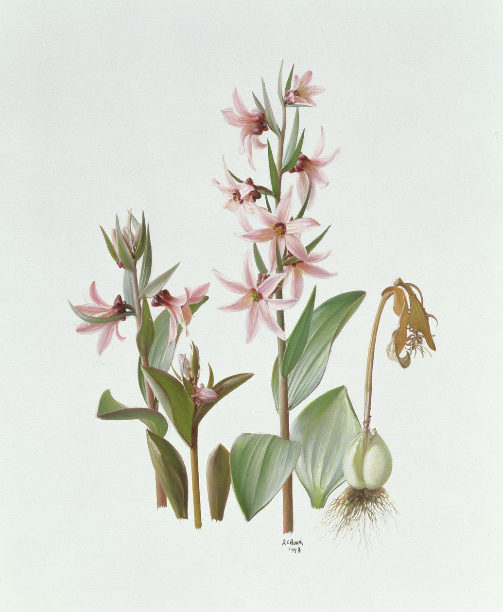 Fritillaria Stenanthera alkotó: Raymond Booth