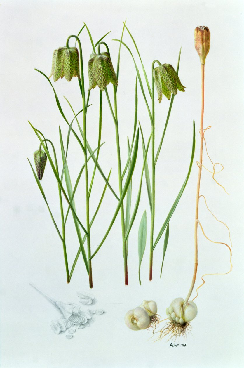 Fritillaria whittallii alkotó: Raymond Booth