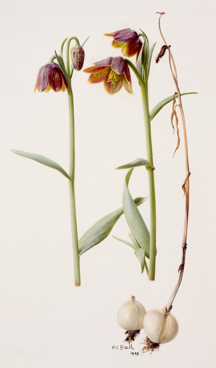 Fritillaria daviesii alkotó: Raymond Booth