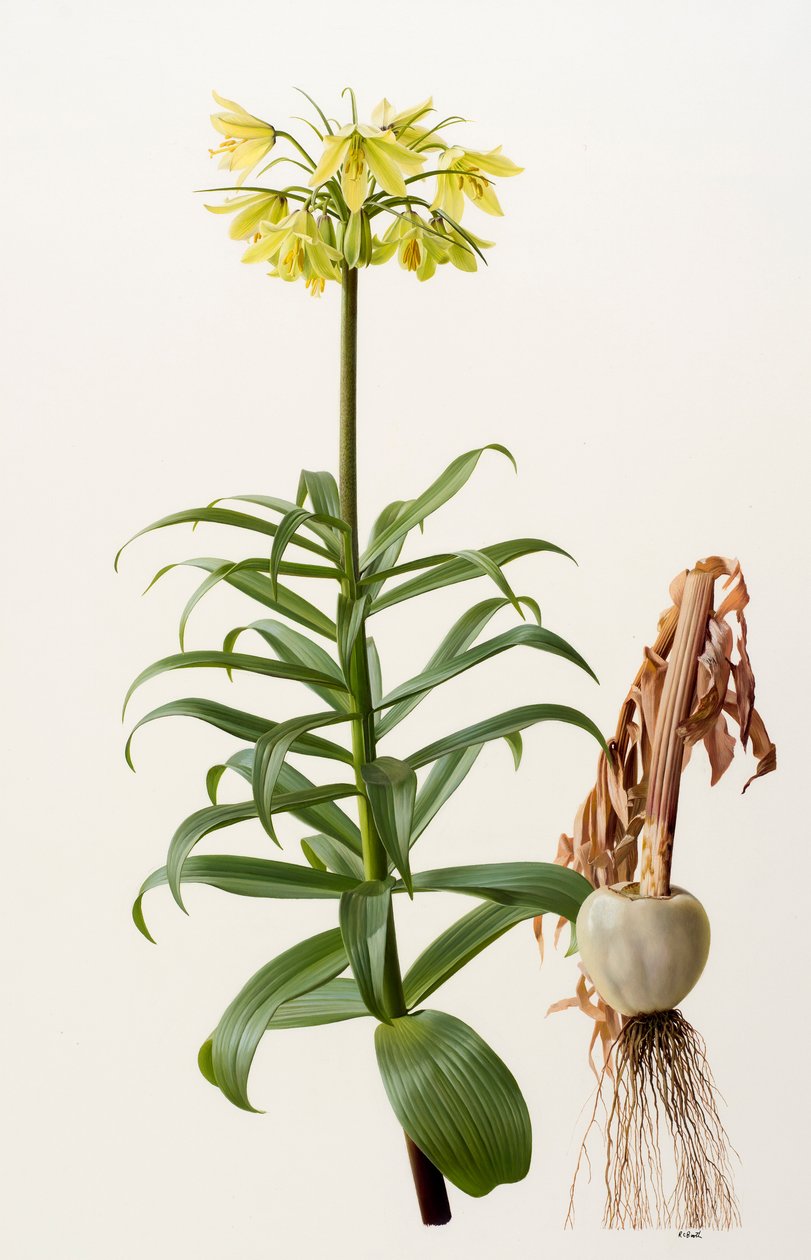 Fritillaria eduardii (olaj, tábla) alkotó: Raymond Booth