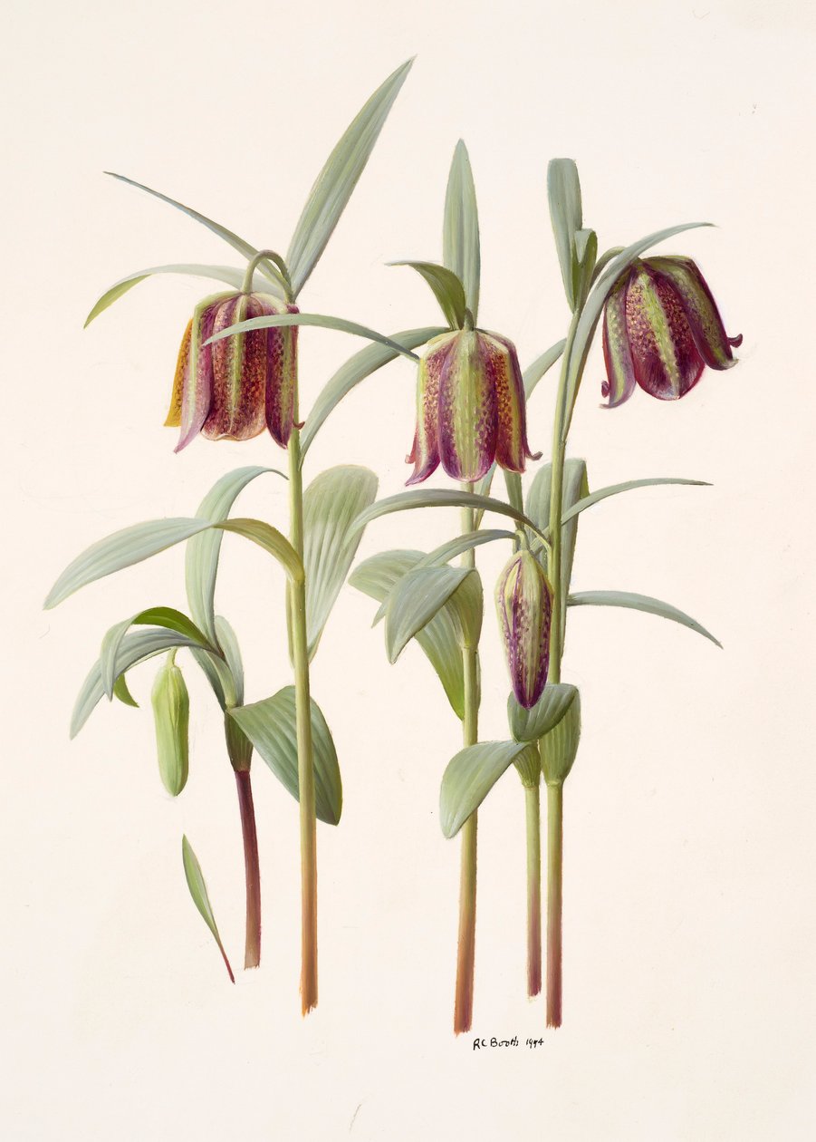 Fritillaria kotschyana alkotó: Raymond Booth