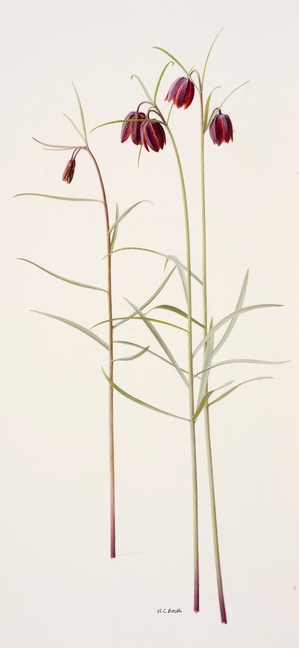 Fritillaria montana (olaj, papír) alkotó: Raymond Booth