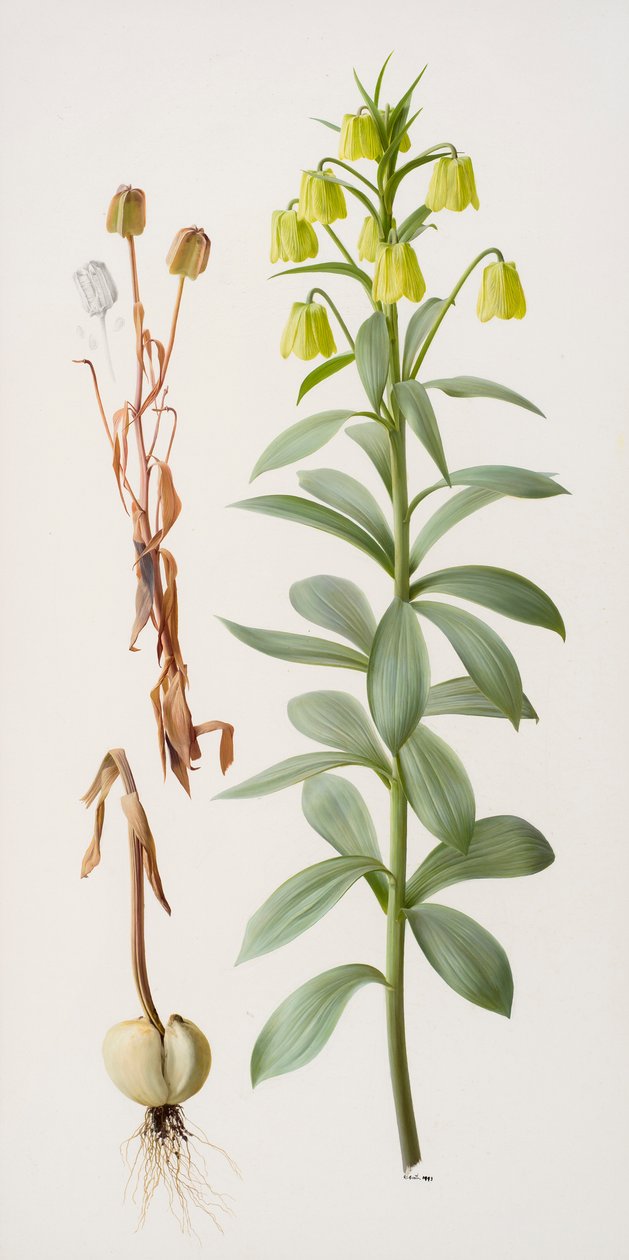 Fritillaria pallidiflora alkotó: Raymond Booth