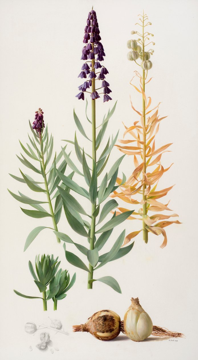 Fritillaria persica alkotó: Raymond Booth