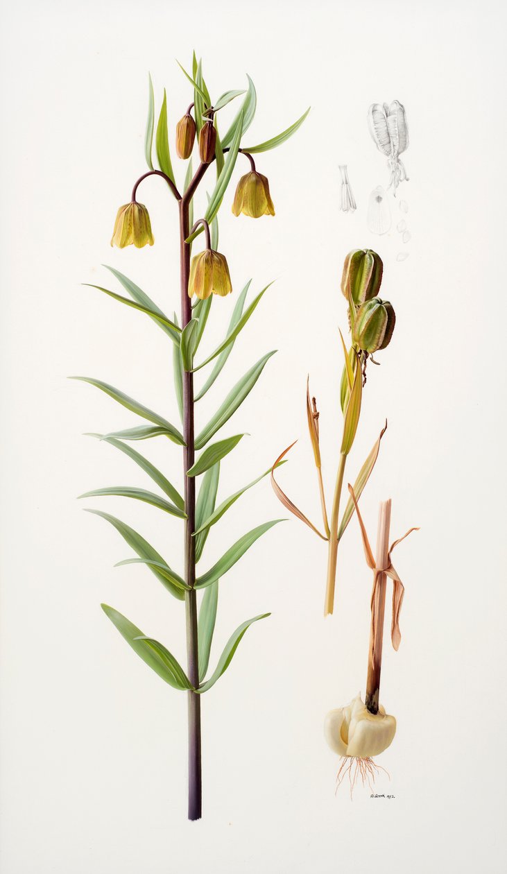 Fritillaria roylei alkotó: Raymond Booth