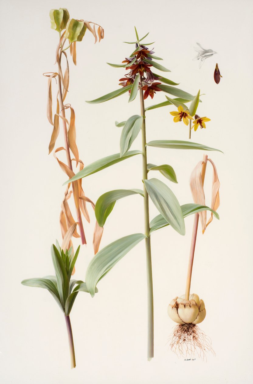 Fritillaria sewerzowii alkotó: Raymond Booth