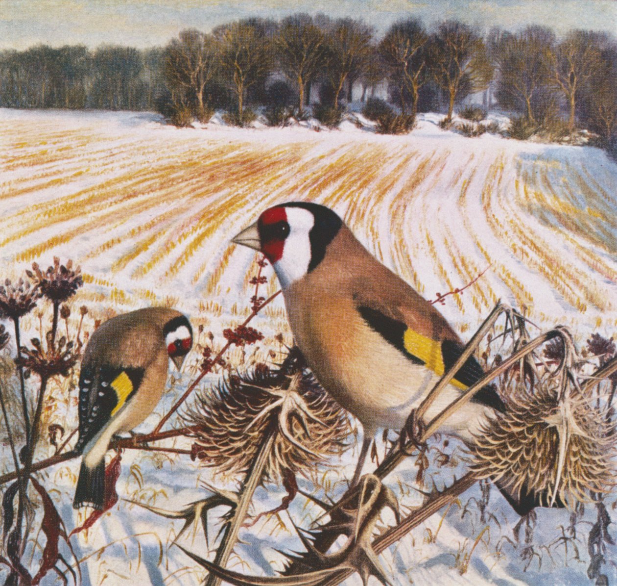 Goldfinch alkotó: Raymond Booth